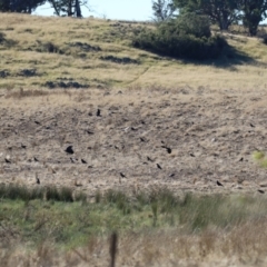 Corvus mellori at Bonython, ACT - 25 Mar 2024 04:59 PM