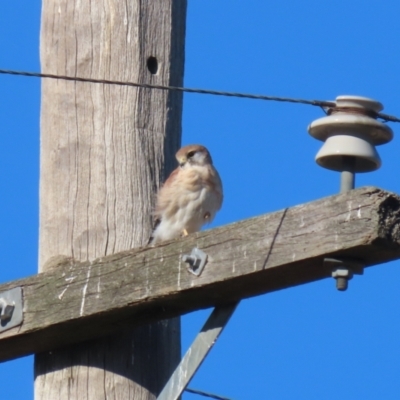 Falco cenchroides (Nankeen Kestrel) at Bonython, ACT - 25 Mar 2024 by RodDeb