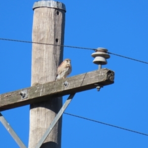 Falco cenchroides at Bonython, ACT - 25 Mar 2024