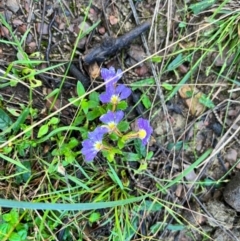 Scaevola aemula (Common Fan-flower) at Murramarang National Park - 24 Mar 2024 by courtneyb