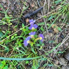 Scaevola aemula (Common Fan-flower) at South Durras, NSW - 23 Mar 2024 by courtneyb