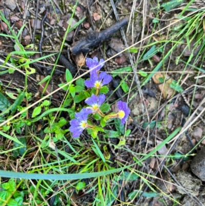 Scaevola aemula (Common Fan-flower) at Murramarang National Park - 23 Mar 2024 by courtneyb