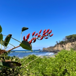 Erythrina crista-galli at Murramarang National Park - 24 Mar 2024