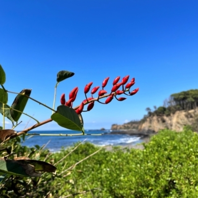 Erythrina crista-galli (Cockspur Coral Tree) at Benandarah, NSW - 24 Mar 2024 by courtneyb