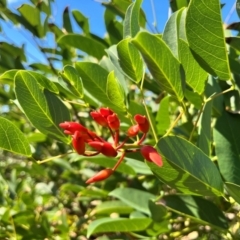 Erythrina crista-galli at Murramarang National Park - 24 Mar 2024 11:48 AM