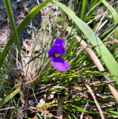 Patersonia sp. at Benandarah, NSW - 24 Mar 2024 by courtneyb