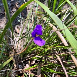 Patersonia sp. at Murramarang National Park - 24 Mar 2024