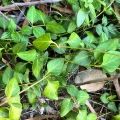 Vinca major (Blue Periwinkle) at Mount Ainslie - 26 Mar 2024 by courtneyb