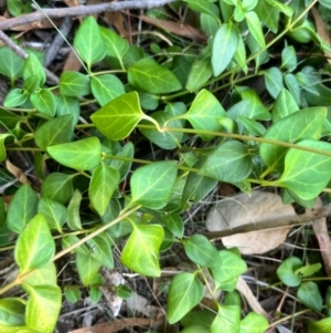 Vinca major at Mount Ainslie - 26 Mar 2024