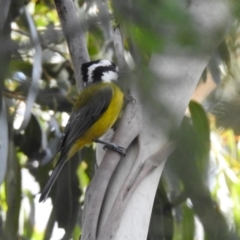 Falcunculus frontatus (Eastern Shrike-tit) at Tidbinbilla Nature Reserve - 25 Mar 2024 by RodDeb