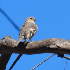 Petroica phoenicea at Tidbinbilla Nature Reserve - 25 Mar 2024