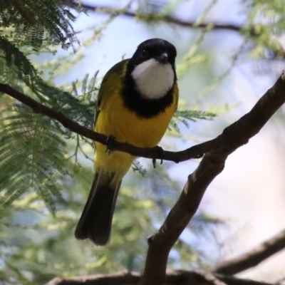 Pachycephala pectoralis (Golden Whistler) at Kambah, ACT - 25 Mar 2024 by RodDeb