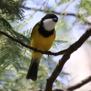 Pachycephala pectoralis at Tidbinbilla Nature Reserve - 25 Mar 2024