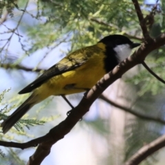 Pachycephala pectoralis at Tidbinbilla Nature Reserve - 25 Mar 2024