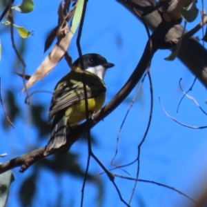 Pachycephala pectoralis at Tidbinbilla Nature Reserve - 25 Mar 2024