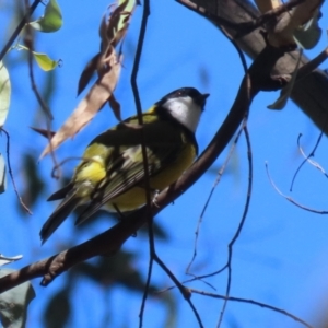 Pachycephala pectoralis at Tidbinbilla Nature Reserve - 25 Mar 2024