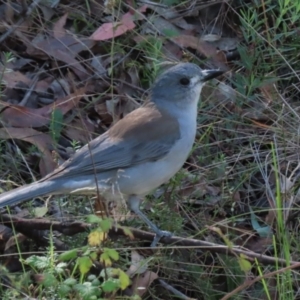 Colluricincla harmonica at Tidbinbilla Nature Reserve - 25 Mar 2024 01:23 PM