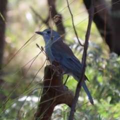 Colluricincla harmonica at Tidbinbilla Nature Reserve - 25 Mar 2024 01:23 PM