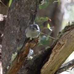 Colluricincla harmonica at Tidbinbilla Nature Reserve - 25 Mar 2024 01:23 PM