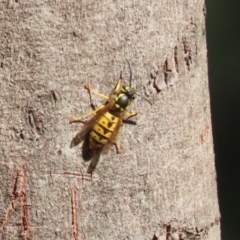 Vespula germanica (European Wasp, German Yellowjacket Wasp) at Tidbinbilla Nature Reserve - 25 Mar 2024 by RodDeb