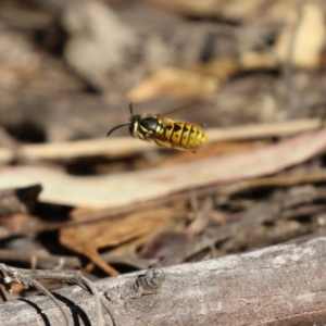 Vespula germanica at Tidbinbilla Nature Reserve - 25 Mar 2024