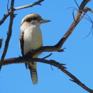 Dacelo novaeguineae at Tidbinbilla Nature Reserve - 25 Mar 2024