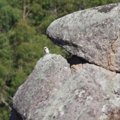 Dacelo novaeguineae at Tidbinbilla Nature Reserve - 25 Mar 2024 12:42 PM