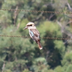 Dacelo novaeguineae at Tidbinbilla Nature Reserve - 25 Mar 2024 12:42 PM