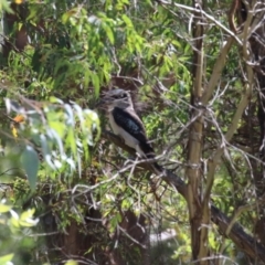 Dacelo novaeguineae at Tidbinbilla Nature Reserve - 25 Mar 2024