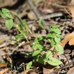 Lysimachia arvensis (Scarlet Pimpernel) at Paddys River, ACT - 25 Mar 2024 by RodDeb