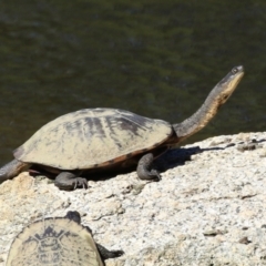 Chelodina longicollis (Eastern Long-necked Turtle) at Kambah, ACT - 25 Mar 2024 by RodDeb