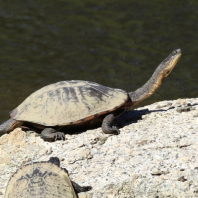 Chelodina longicollis (Eastern Long-necked Turtle) at Kambah, ACT - 25 Mar 2024 by RodDeb