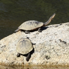 Chelodina longicollis at Tidbinbilla Nature Reserve - 25 Mar 2024