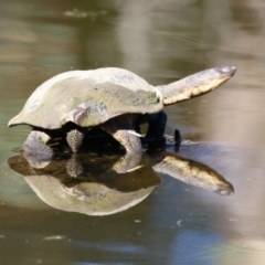 Chelodina longicollis at Tidbinbilla Nature Reserve - 25 Mar 2024