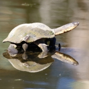 Chelodina longicollis at Tidbinbilla Nature Reserve - 25 Mar 2024