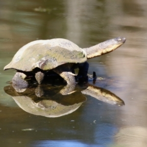 Chelodina longicollis at Tidbinbilla Nature Reserve - 25 Mar 2024