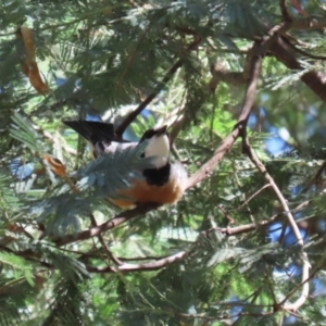 Pachycephala rufiventris at Tidbinbilla Nature Reserve - 25 Mar 2024