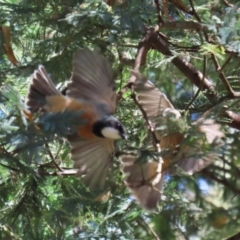 Pachycephala rufiventris at Tidbinbilla Nature Reserve - 25 Mar 2024