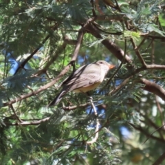 Pachycephala rufiventris at Tidbinbilla Nature Reserve - 25 Mar 2024