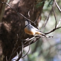 Pachycephala rufiventris at Tidbinbilla Nature Reserve - 25 Mar 2024