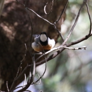 Pachycephala rufiventris at Tidbinbilla Nature Reserve - 25 Mar 2024