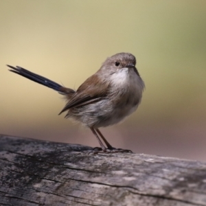 Malurus cyaneus at Tidbinbilla Nature Reserve - 25 Mar 2024