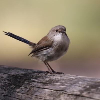 Malurus cyaneus (Superb Fairywren) at Tidbinbilla Nature Reserve - 25 Mar 2024 by RodDeb