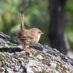 Malurus cyaneus at Tidbinbilla Nature Reserve - 25 Mar 2024