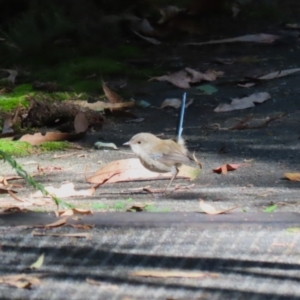 Malurus cyaneus at Tidbinbilla Nature Reserve - 25 Mar 2024