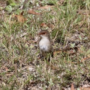 Malurus cyaneus at Tidbinbilla Nature Reserve - 25 Mar 2024