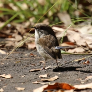 Malurus cyaneus at Tidbinbilla Nature Reserve - 25 Mar 2024