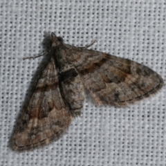 Phrissogonus laticostata (Apple looper moth) at Freshwater Creek, VIC - 12 Feb 2024 by WendyEM