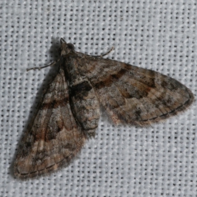 Phrissogonus laticostata (Apple looper moth) at Freshwater Creek, VIC - 12 Feb 2024 by WendyEM