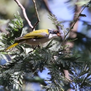 Melithreptus lunatus at Tidbinbilla Nature Reserve - 25 Mar 2024